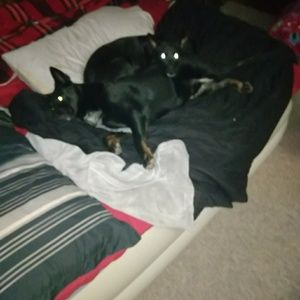 Meet your Posher, Bruce